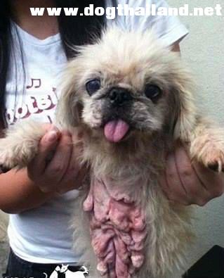 สภาพที่แท้จริงของสุนัขแม่พันธุ์ จากโรงงานผลิตสุนัข สำหรับขายให้คนรักสุนัข