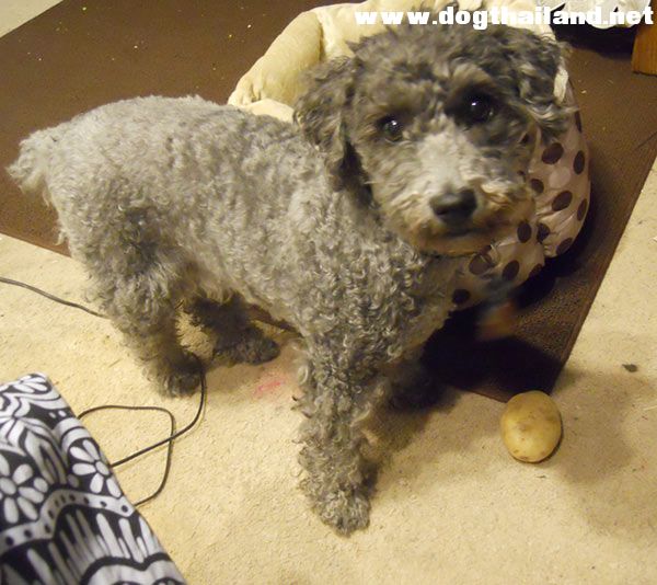 น้องหมาหาวิธีปลอบใจเจ้านาย โดยคาบของแปลก ๆ มาปลอบใจเจ้านายที่กำลังร้องไห้เศร้าใจ