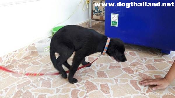 สุดสลด เผยสภาพน้องหมา บนรถของ พระหนูที สุดโทรม-แผลเต็มตัว น่าสงสารจับใจ