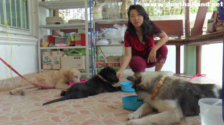 น้องหมา 3 ตัว ลากรถเข็นพระ สาวใจดี รับไปดูแลอย่างดี ทั้ง 3 ตัวจับอาบน้ำ กำจัดเห็บ ยินดีด้วย