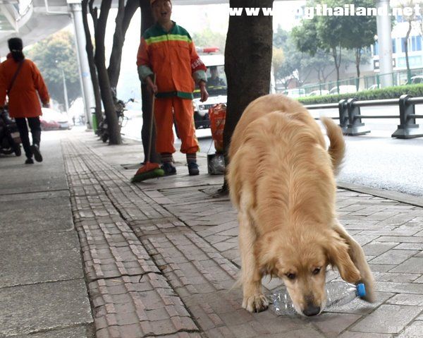 สุนัขโกลเด้นแสนรู้ ติดตามคนกวาดถนนไม่ห่าง ช่วยเจ้านายเก็บขยะ
