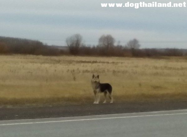 น้องหมาผู้ซื่อสัตย์นั่งรอเจ้าของที่ริมถนนทุกวันร่วม 2 ปี ไม่รู้ผู้เป็นนายลาโลกไปแล้ว