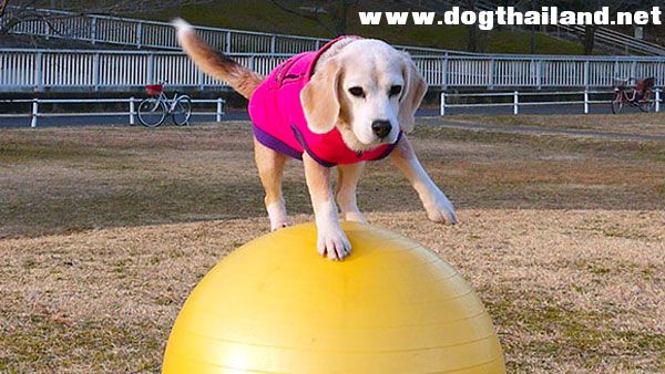 พูริน สุนัขพันธุ์บีเกิลวัย 9 ขวบ คว้าแชมป์ 2 สถิติใหม่ของโลกจากกินเนสส์ เวิลด์ เรคคอร์ด