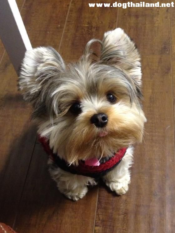 สุนัข ก้าวร้าวแตกต่างกัน...เกิดจากอะไรบ้าง ?