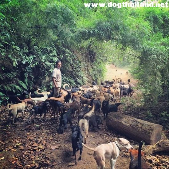 ข่าวที่สุดยอดสำหรับคนรักหมา สถานสงเคราะห์สุนัขจรจัดบนขุนเขา สวรรค์ของน้องหมานับพัน