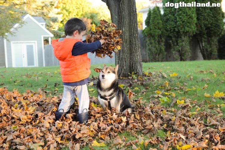แกล้งหมา เมื่อเจ้าของตัวน้อยอยากเล่นกับน้องหมา น่ารักแค่ไหนชม