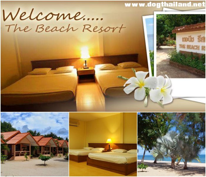 เดอะบีชรีสอร์ท รีสอร์ท THE BEACH RESORT ทับสะแก ประจวบคีรีขันธ์ สุนัขเข้าพักได้ ทั้งหมาเล็กหมาใหญ่