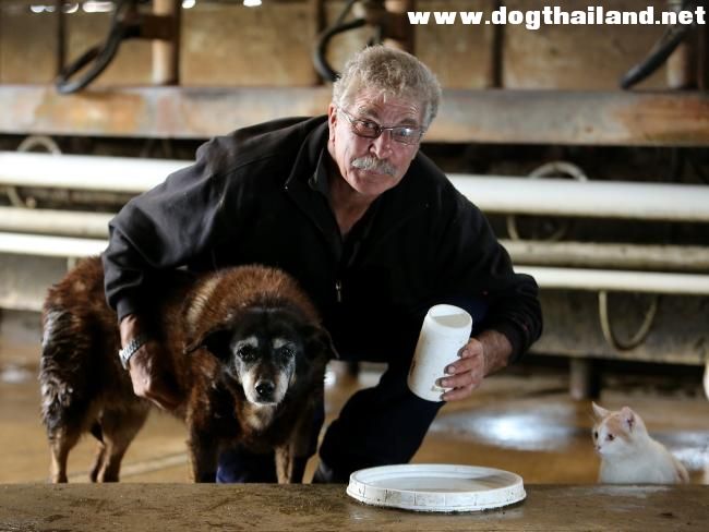 แม็กกี้ สุนัขที่แก่ที่สุดในโลกในวัย 30 ปีเทียบอายุคน 200 ปี ได้เสียชีวิตลงแล้ว