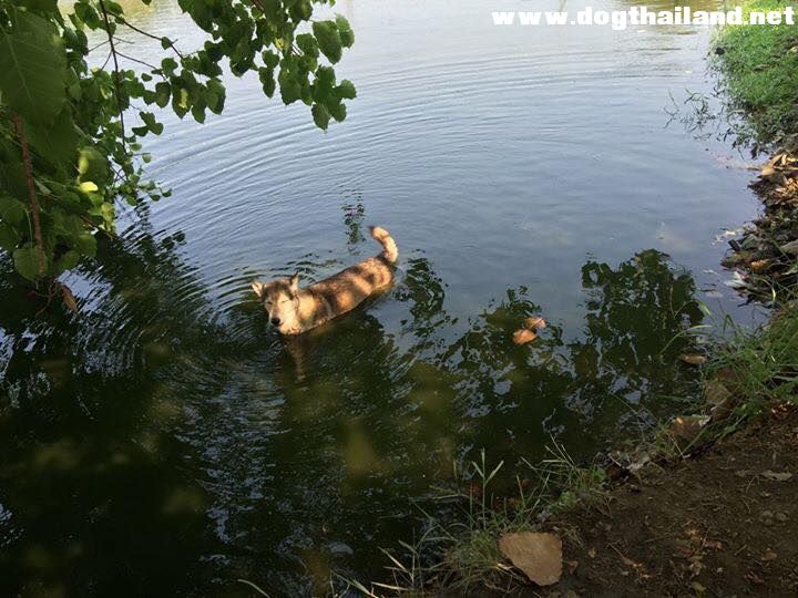 หมาจรตัวนี้ลงไปในน้ำหาศพคุณลุงที่จมน้ำและนอนเฝ้าศพลุง ลุงให้อาหารมันบ่อยๆ