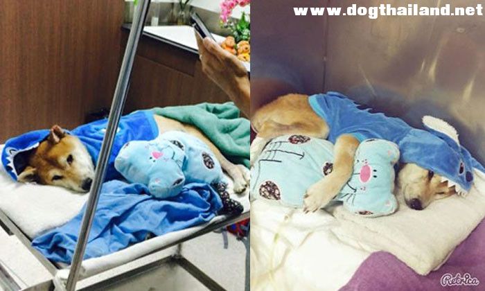 ลอยด์ หมาชิบะ ปลอดภัยแล้วหลังได้รับเลือด สุนัขไซบีเรียนที่ต้องสงสัยได้ตายปริศนา