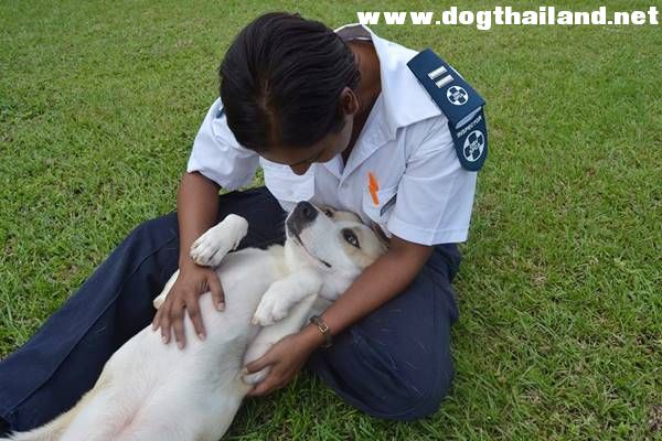 สุนัขแสนรู้  ไม่ยอมทิ้งเพื่อนสุนัขที่บาดเจ็บ คอยนอนกอด-หาอาหารให้กิน รอคนมาช่วย