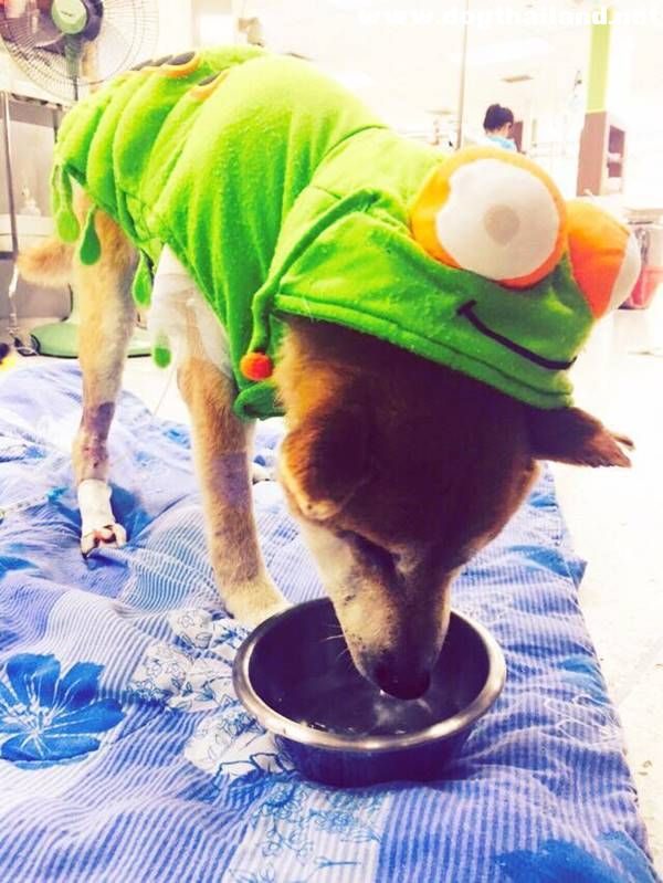 ลอยด์ หมาชิบะ ถูกตัดขา ใจสู้มาก ล่าสุดลุกยืนได้แล้ว กินข้าวได้ เฝ้าระวังการติดเชื้อ