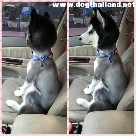 ไซบีเรียนฮัสกี้ แบบขน ถ้าจะตัดขนทรงแบบนี้ แนวไปไหม