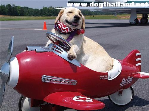 dog-flying-red-plane.jpg