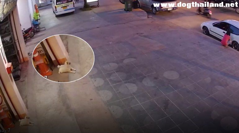 เจอแล้วน้องไอที ปอม 3 หมื่นที่โดนขโมยไป อ้างหมาวิ่งตามมาเอง เจ้าของเอาเรื่องถึงที่สุด