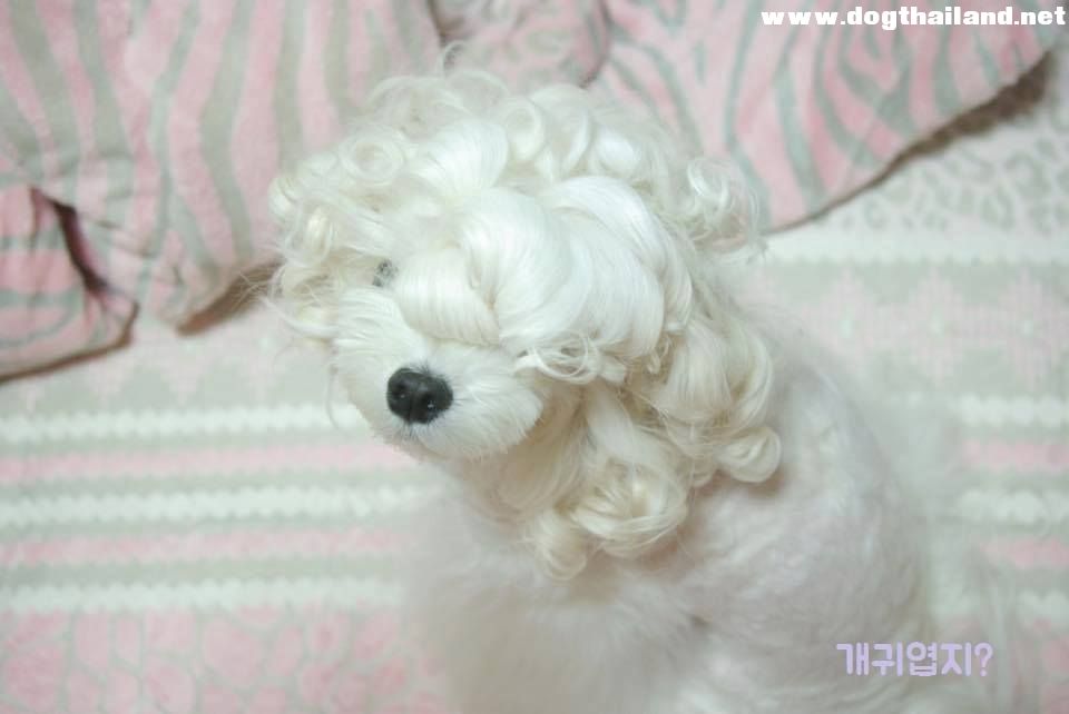 แฟชั่นทรงขนน้องหมา แบบลอนลอน แบบนี้ ชอบกันไหม