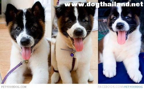 1354296039-Tricolored-Thai-Bangkaew-Dog-Puppies.jpg