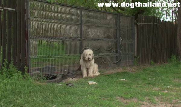 5 ปีไม่เคยลืม น้องหมายังคงนั่งเฝ้าบ้านเจ้าของทุกวัน แม้เขาตายไปกว่า 5 ปีแล้ว