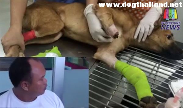 ใจร้าย หนุ่มขับรถเครนสารภาพ ฟันหมาจริง แต่ไม่รู้ว่าขาขาด อ้าง เจ้าของไม่ทำตามสัญญา