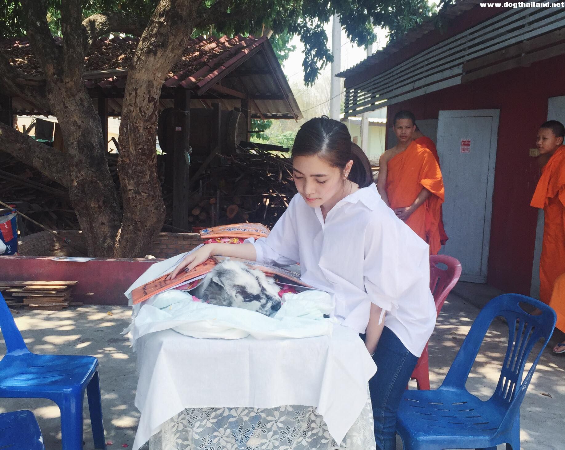 คุณหมอแสนสวยและใจดีช่วย หมาโดนทิ้งขยะที่เชียงใหม่ หายใจรวยริน หลังโดนเจ้านายทิ้ง