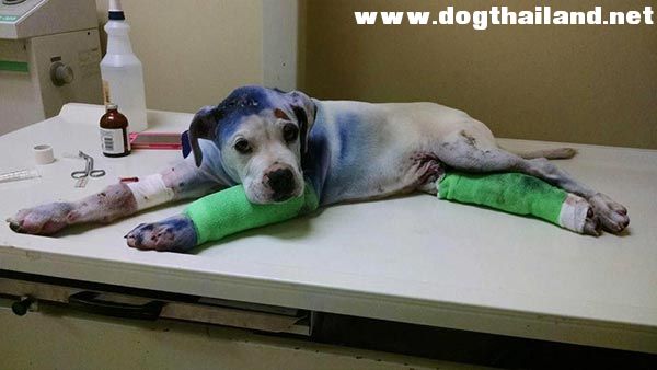 น้องหมาถูกเลี้ยงดูมันอย่างเลวร้าย ต่างให้กำลังกันละกัน ก่อนจะทำการผ่าตัด สุดประทับใจ