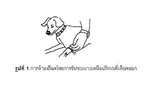 การห้ามเลือด1.jpg
