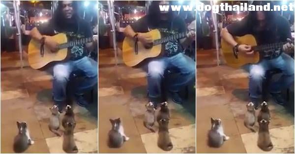 เหมียวแฟนคลับตัวจิ๋ว พอดนตรีเปิดฉากโชว์เล่นกีตาร์ ก็ล้อมวงฟังอย่างตั้งใจ น่าเอ็นดู