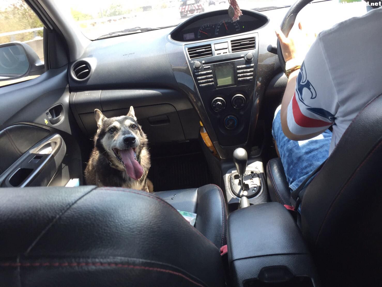 ใจหล่อมาก เห็นน้องหมาหลงบนทางด่วนรามอินทรา ลงไปให้น้ำช่วยเหลือ ฉลาดขึ้นรถไปด้วยเลย