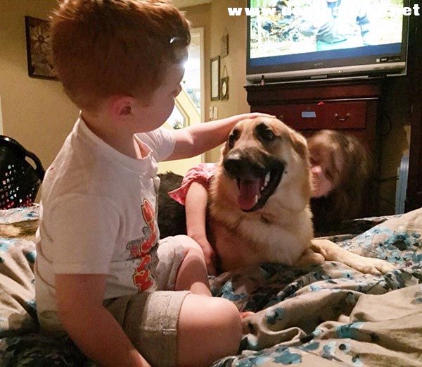 สุนัขฮีโร่ เสี่ยงชีวิตปกป้องเจ้านายหนูน้อย 7 ขวบ จากงูหางกระดิ่ง สาหัสจนเกือบตาย