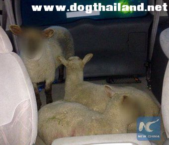 ตำรวจเบลอหน้าแกะที่ถูกขโมย  ก่อนเผยแพร่ในโซเชียลมีเดีย ชี้เพื่อปกป้องตัวตนแกะ