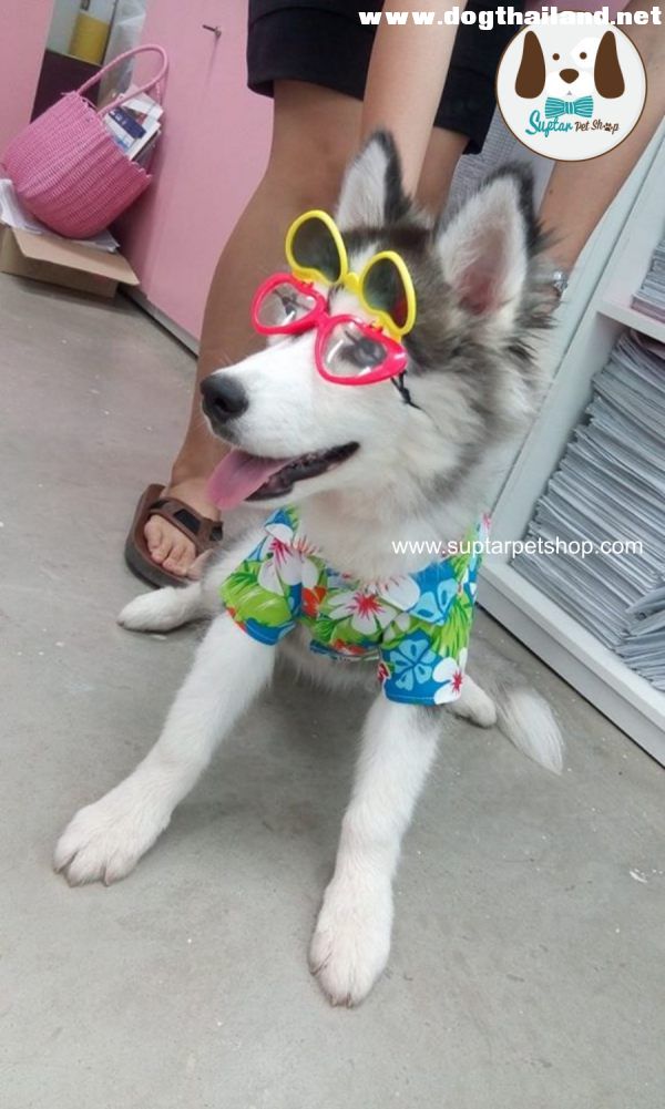 www.suptarpetshop.com12-20160413-084613เสื้อผ้าหมาน่ารัก.jpg.jpg
