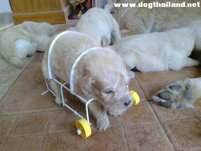 เพราะเดินไม่ได้เหมือนตัวอื่นๆ น้องหมาตัวนี้เลยต้องทำอย่างนี้