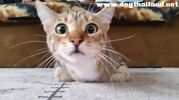 เมื่อแมวเหมียวตัวนี้ ดูหนังสยองขวัญ ผลที่ได้คือ โอ้วว เป๊ะมาก