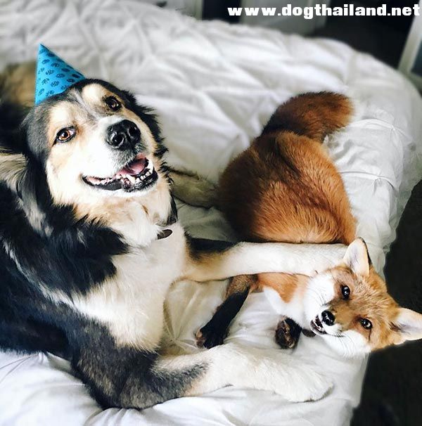 เพื่อนสนิทคิดไม่ซื่อ เมื่อจิ้งจอกหน้ายิ้มตีซี้เจ้าหมาแบบแนบชิด น่ารักคนแห่แชร์