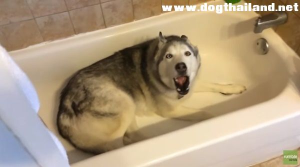 คลิปเจ้าตูบไซบีเรียนฮัสกีแสนดื้อ เถียงคำไม่ตกฟาก งอแงอยากอาบน้ำ