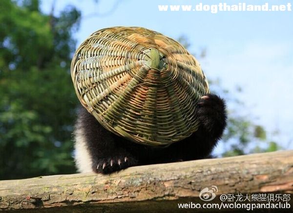 กังฟูแพนด้าตัวเป็น ๆ เมือแพนด้า โดนจับแต่งตัว เหมือนเป๊ะ