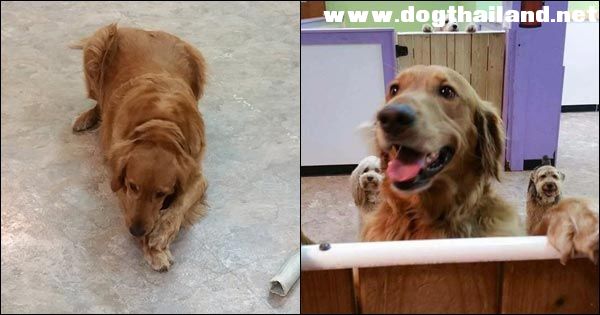 น้องหมาโกลเด้น จอมซนหนีออกจากบ้าน แอบไปเล่นกับเพื่อนที่ร้านฝากเลี้ยงสุนัข น่าตีจริงๆ