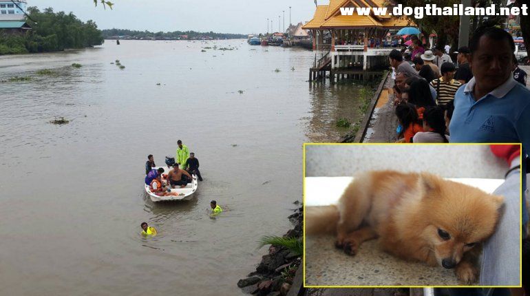 สุดเศร้า หมา‘ปอมเมอเรเนี่ยน’ นั่งรอเจ้าของ! ตกแม่น้ำตาปี เฝ้า5ชม.ไม่ยอมไปไหน