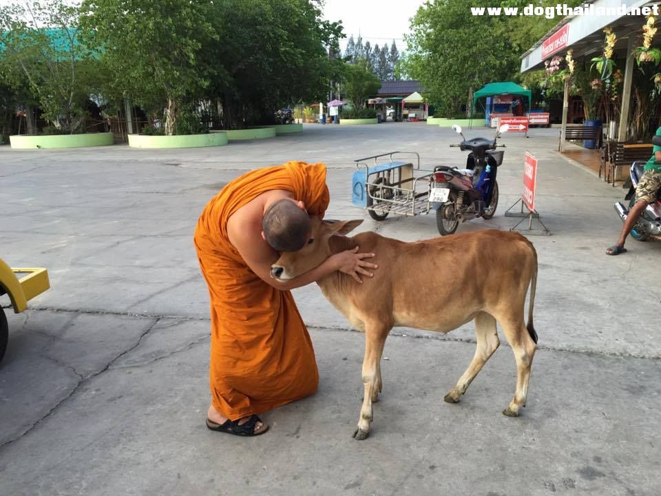 ภาพลูกวัวกำพร้ากระโดดกอดพระที่ไถ่แม่วัวจากโรงเชือด โดนแชร์สนั่นน่าประทับใจ