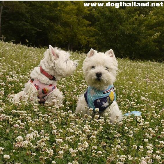 กฎหมาย คนทำร้ายหมา มี พ.ร.บ.คุ้มครอง แล้วถ้าคนถูกหมากัด มีอะไรคุ้มครองไหม ? มีคำตอบอ่านเลย