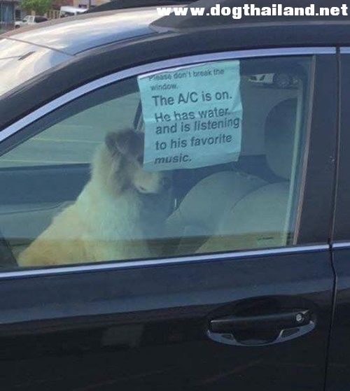 เจ้าของรถอารมณ์ดี ขังเจ้าตูบไว้ในรถแต่กลัวคนมาทุบกระจกช่วย เลยเขียนป้ายบอกชัดเปิดแอร์แล้วเรียบร้อย แถมฟังเพลงโปรดอยู่ด้วย