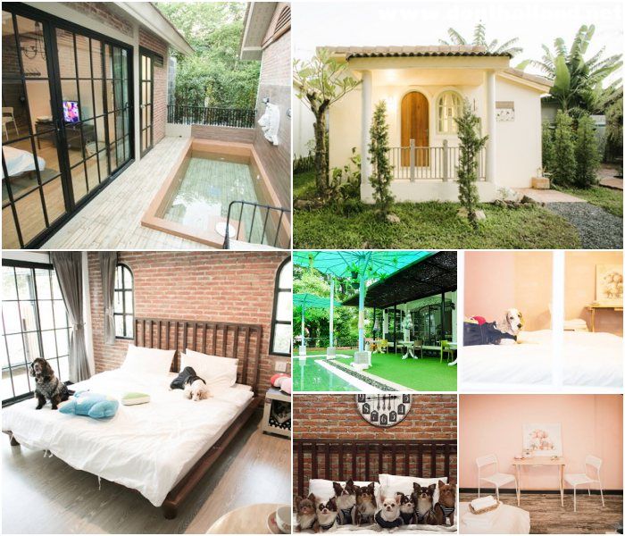 บ้านขนมปังขิง นครนายก (Gingerbread House Nakhonnayok) สุนัขพักได้ สระว่ายน้ำสุนัขลงเล่นได้