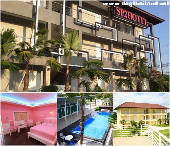โรงแรม SP Hotel สุนัขพักได้ นครนายก มี 3 สาขา ใกล้ที่ไหนพาน้องหมาพักได้เลย