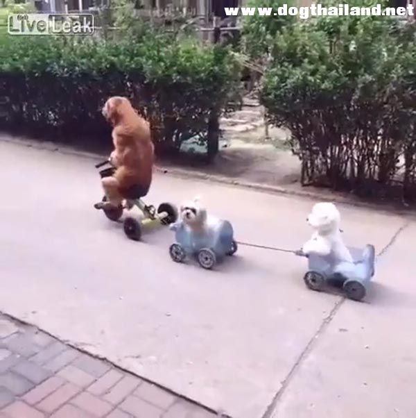 ขอทางหน่อย โกลเด้น ปั่นจักรยานพาเพื่อนซี้สี่ขา ตระเวนตามถนน โอ๊ย รักเลย