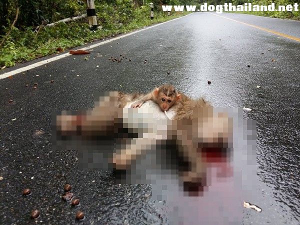 สะเทือนใจ พบซากแม่ลิงโดนรถชนที่เขาใหญ่ ลูกน้อยเกาะร่างไร้วิญญาณไม่ห่าง