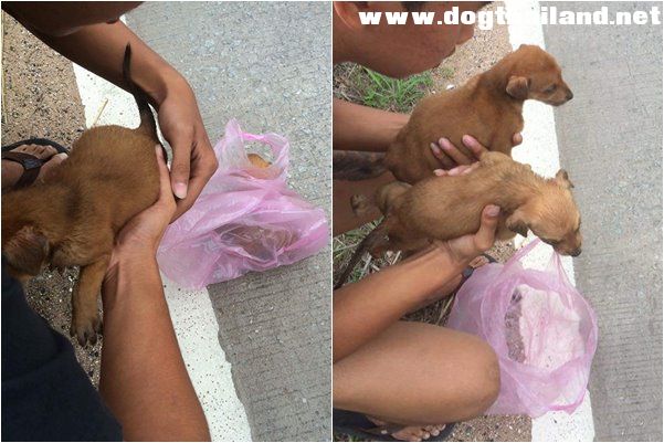 สุดเลว คนทิ้งหมาบน้อยสองตัวใส่ถุงพลาสติก มัดปากแน่น ใส่กล่อง หวังขาดอากาศตาย