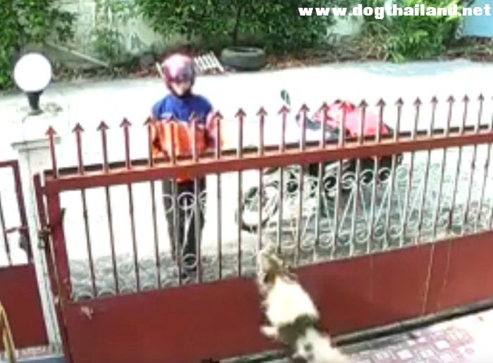 สุนัข ถูก พนง.ไปรษณีย์ ยิงหนังสติ๊กใส่ 18 เส้น ว่างมากขนาดมายิงหมาชาวบ้านแบบนี้ นาทีที่ 6 รู้ตัวคนยิงแล้ว