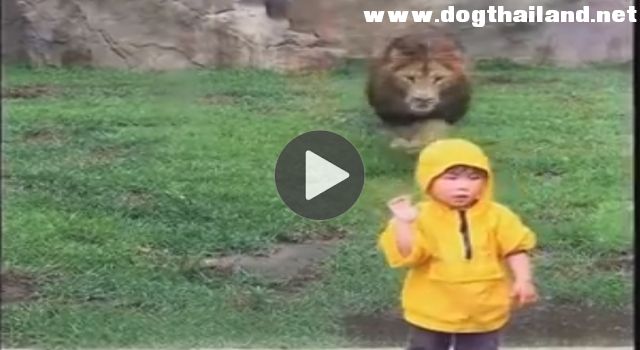 คลิปแชร์กันสนั่น นาทีเด็กน้อยถูก “เสือกระโจน” ใส่ หลังจาก หันหลังให้ อย่างเร็ว