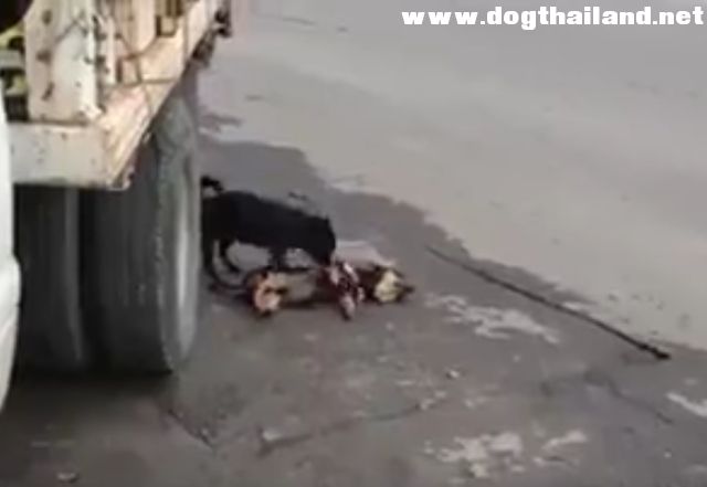 คลิปน้องหมาพยายามปลุกเพื่อน ที่โดนเสียขีวิตแล้วให้ตื่น น่าเวทนามาก