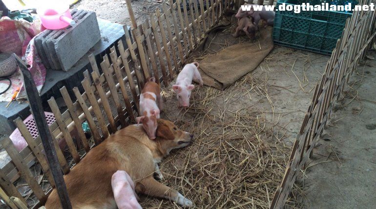 รักต่างสายพันธุ์! 'เจ้าจัมโบ้' เลี้ยงลูกหมู คอกแล้วคอกเล่า สร้างความน่ารักน่าเอ็นดู